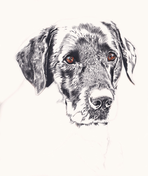 Black lab Finley