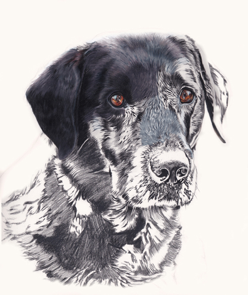 Black dog in coloured pencils