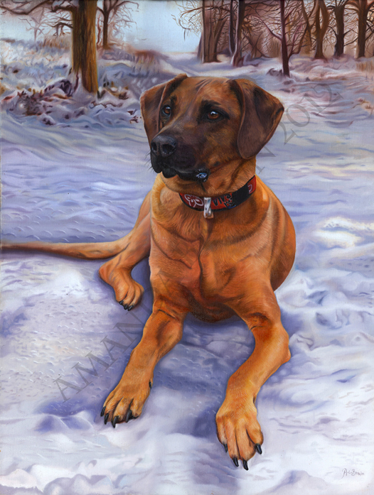 Bowzer the Vizsla