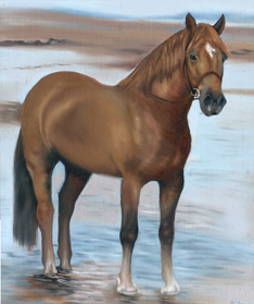 Horse on beach pictures