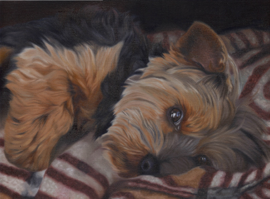 Alfie dog picture