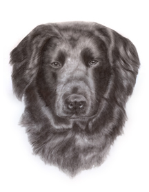 Ben in pencils