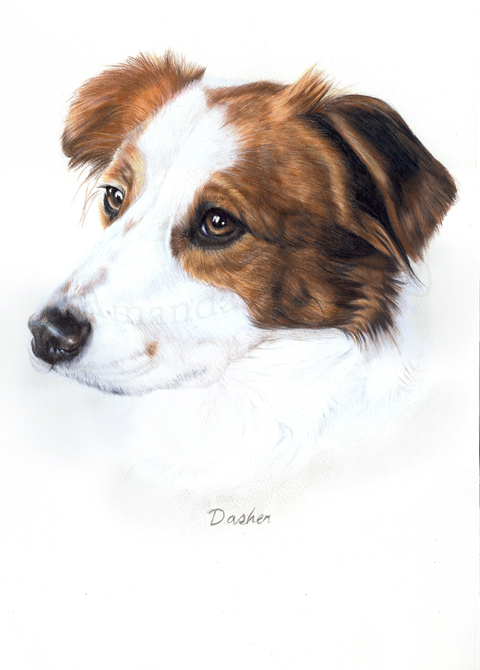 Dasher coloured pencils