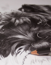 Dog drawings