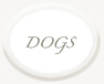 Back to dog portraits
