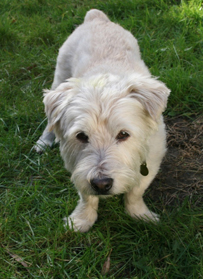 Toby in the grass