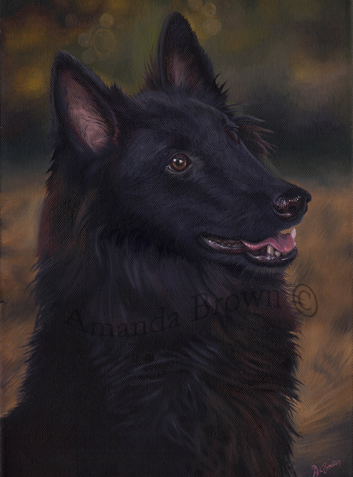 Griffin Belgian Shepherd picture