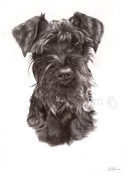 Izzy schnauzer drawing