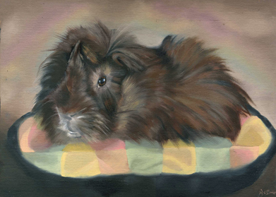 Guinea pig portraits