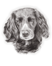 Misty in pencil