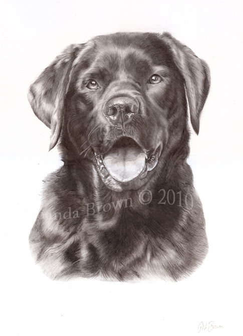 Momo black lab