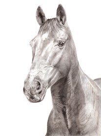 Oz horse in pencils