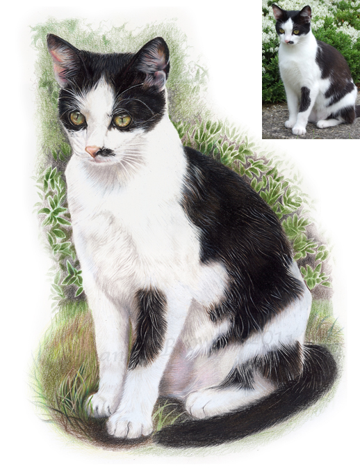 Smudge cat portrait