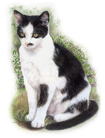 Smudge