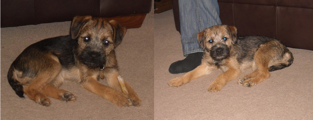 Tilly & Muzzy Photos