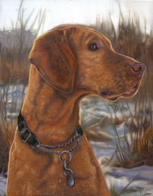 Cyrus vizsla portrait