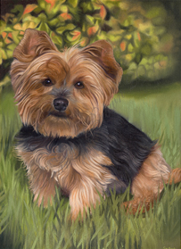 Holly yorkie painting